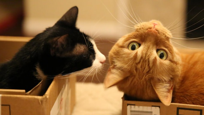 SEO vs PPC: Structured data markup for product variants